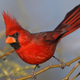 A male northern cardinal in Arizona.